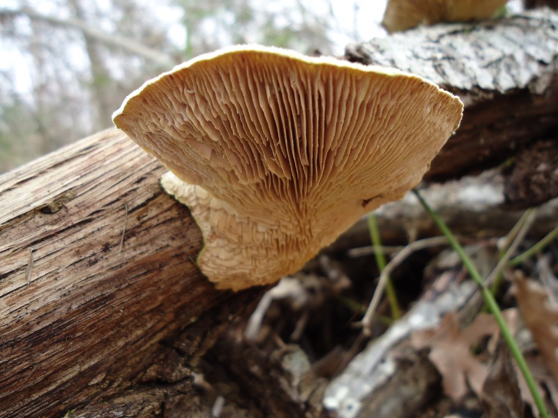 Cerrena sp. ??